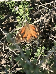 Libytheana carinenta