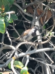 Passer domesticus