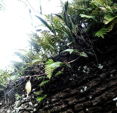Epidendrum conopseum