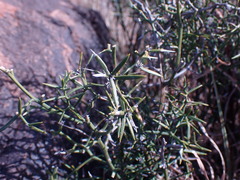 Asparagus striatus