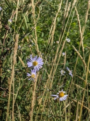 Symphyotrichum subspicatum