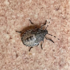 Rhaphigaster nebulosa