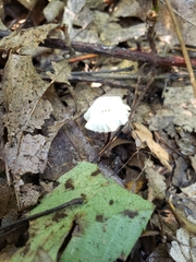 Marasmius capillaris