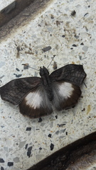 Theagenes aegides