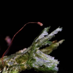 Homalia trichomanoides