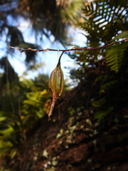 Epidendrum conopseum
