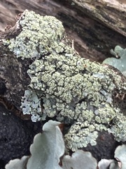 Flavopunctelia soredica