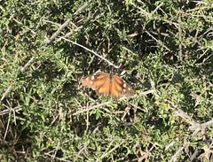 Libytheana carinenta