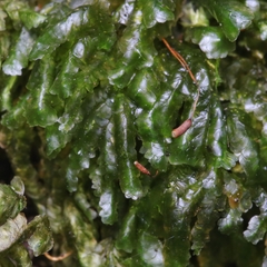 Homalia trichomanoides