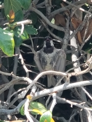 Passer domesticus