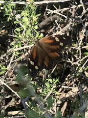 Libytheana carinenta