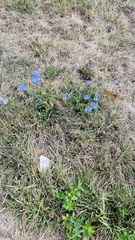 Cichorium intybus