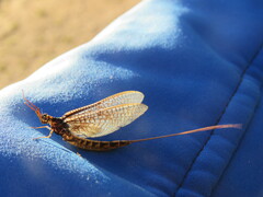 Ephemera vulgata