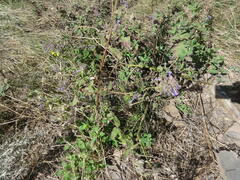 Nepeta grandiflora