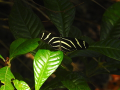 Heliconius charithonia