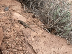 Sceloporus tristichus