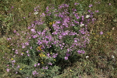 Chamaenerion colchicum