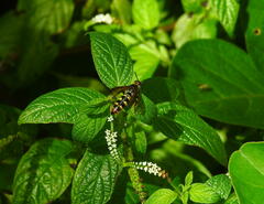 Xanthocampsomeris fulvohirta