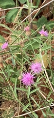 Centaurea nigra