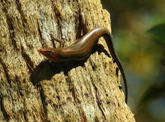 Plestiodon inexpectatus