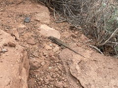 Sceloporus tristichus