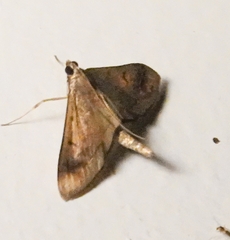 Herpetogramma phaeopteralis