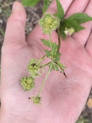 Sanicula marilandica