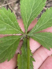 Sanicula marilandica