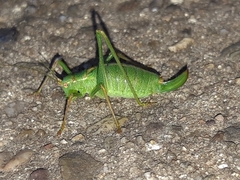 Leptophyes punctatissima