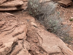 Sceloporus tristichus