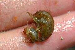 Gammaridae