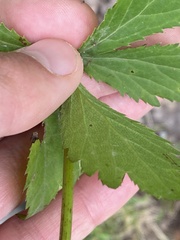 Sanicula marilandica