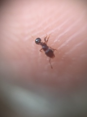 Tetramorium
