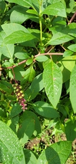 Phytolacca americana