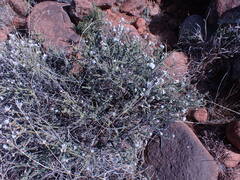 Eriocephalus ericoides