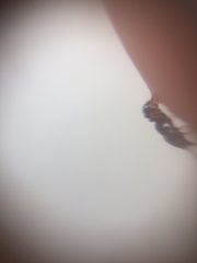 Tetramorium