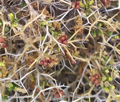 Sarcopoterium spinosum