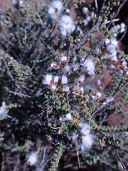 Eriocephalus ericoides