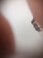 Tetramorium