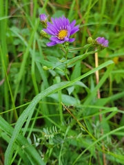 Symphyotrichum laeve