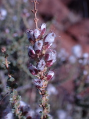 Eriocephalus ericoides
