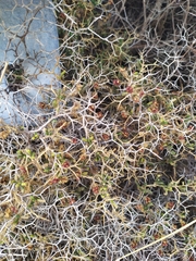Sarcopoterium spinosum