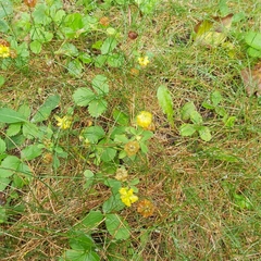 Trifolium aureum