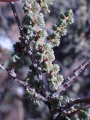 Eriocephalus ericoides