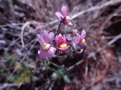 Nemesia fruticans