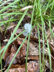 Lophocampa caryae