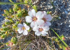 Adenandra uniflora