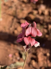 Indigofera heterophylla