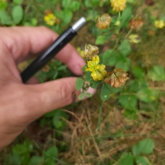Trifolium aureum