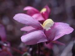 Nemesia fruticans